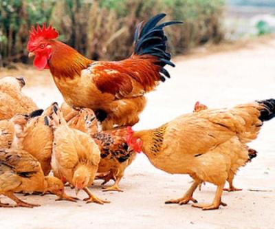 Thịt gà ta - thịt gà công nghiệp - thịt gà sạch 100% uy tín chất lượng