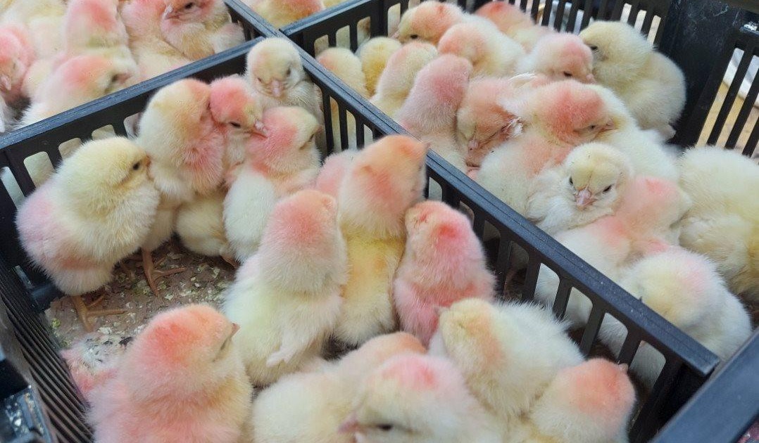 Tiêu thụ thép gặp khó khăn, Hòa Phát đẩy mạnh mảng nông nghiệp khi nhập gần  10.000 con gà giống từ Mỹ