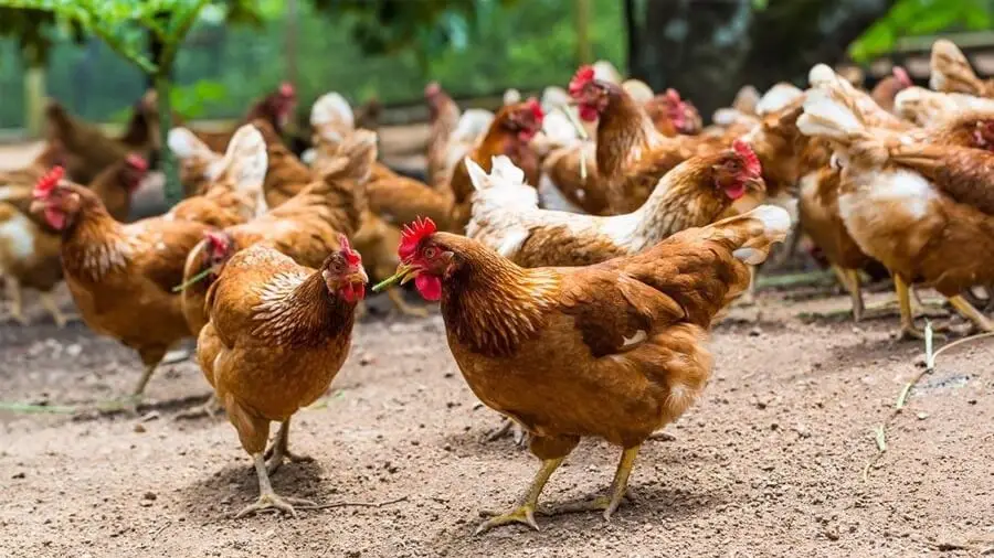 Nuôi Gà Thả Vườn Kiểu Mới, Hướng Đi Bền Vững Cho Bà Con Nông Dân